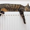 How To Survive Winter With Your Accursed Clanging Feverish Radiator